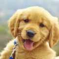 aa